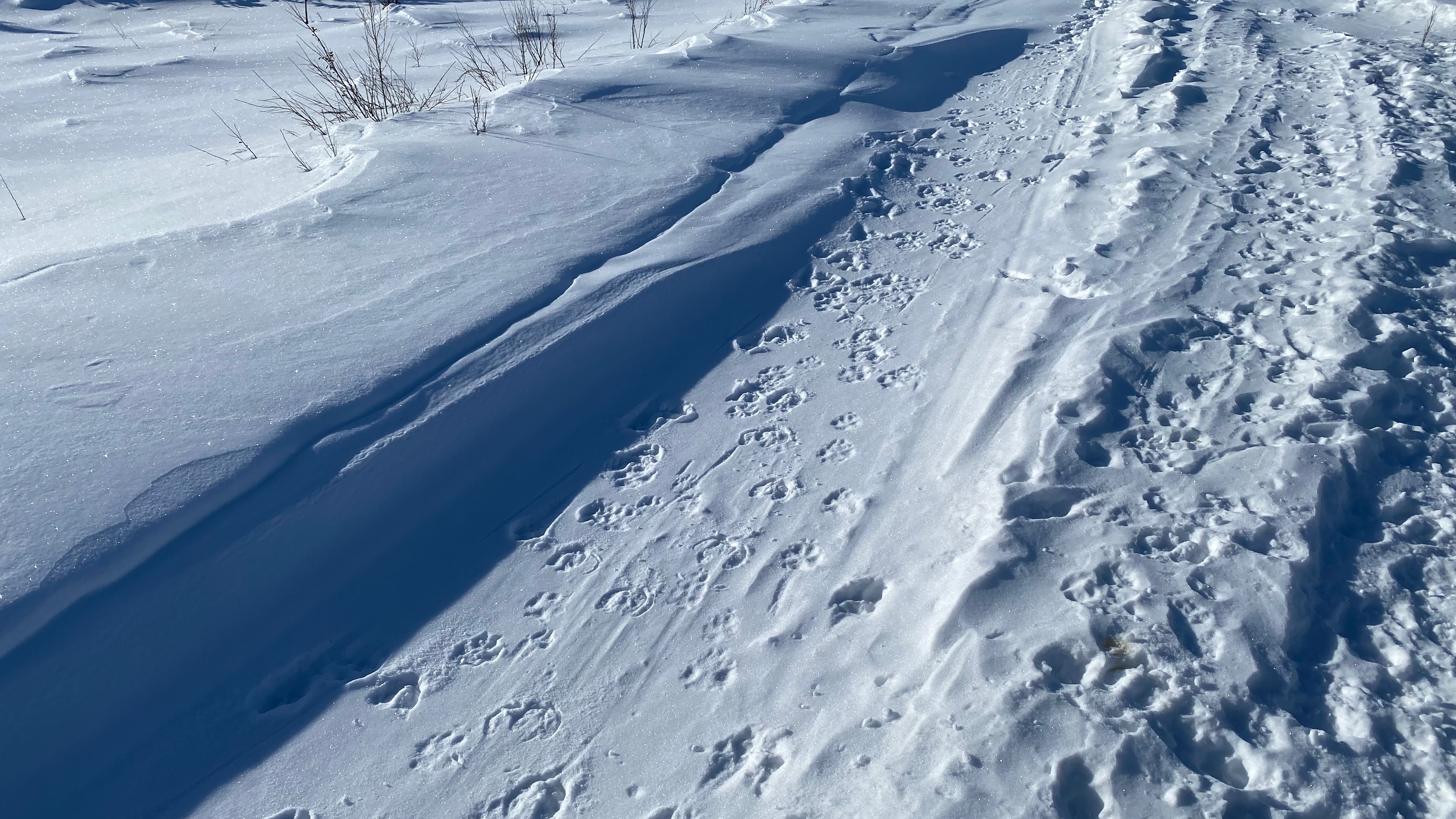 Caribou and wolf tracks